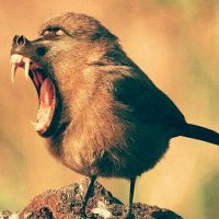 'IDLE BIRDER' 💙NHS (@idlebirder) 's Twitter Profile