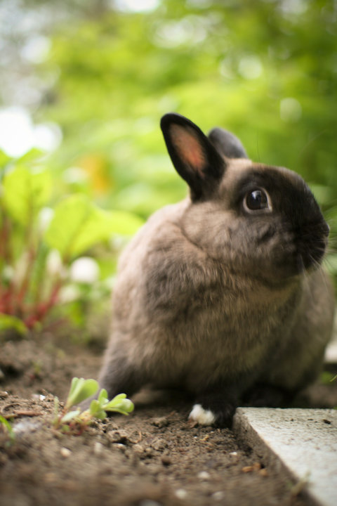 graphic designer, treehugger, biking and gardening bunny-lover!