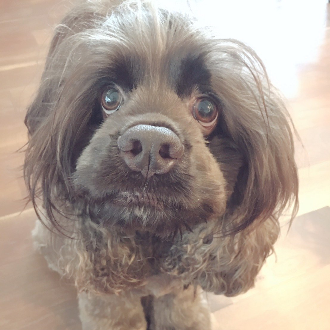 My name is Mei! 3x @Salesforce Certified dog. I started Salesforce since 2016. I love Appy.