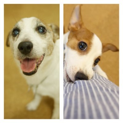 ringdow's profile picture. 日々、笑っていられるよう発見のある日常へ！