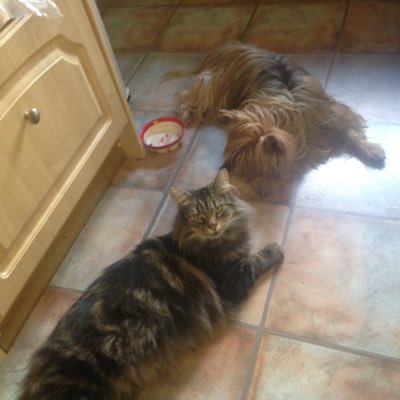 JKureishy's profile picture. 