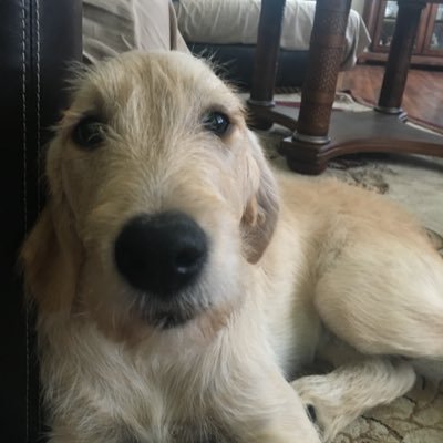 Her name is Ellie Mae. Her game is naughtiness and fun, amidst receiving so much love from her human 🤣