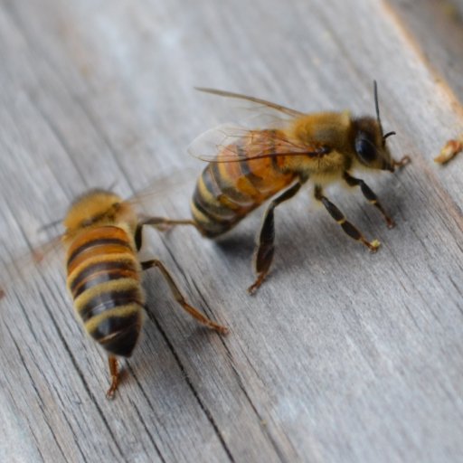 A one man band playing with bees and honey.

Over 100 hives based in the Highlands. We are the home of real Highland Honey.