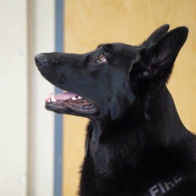 TilleyFireDog's profile picture. Fire Safety Education K9. Teaching Fire Safety to youth and adults through live demonstrations. Contact her handler at cameron.dunn@fredericton.ca
