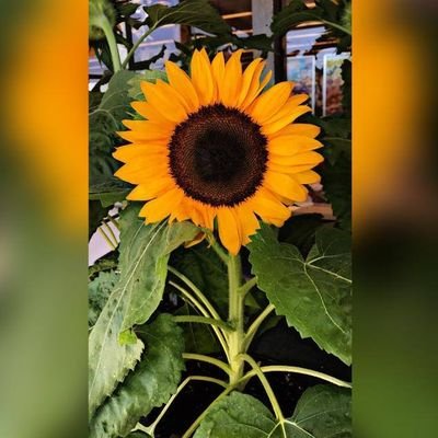 Neo81656677's profile picture. •β u b b l y•