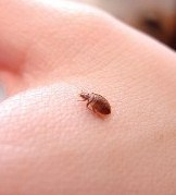 Bed bugs are a big issue right now. Where do bed bugs come from and what real harm do they do? Are there non-toxic pest controls to deal with bed bugs?