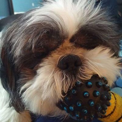 (THE OFFICAL AND EXCLUSIVE CBNEWSWIRE MASCOT)
The one and only Twitter Shiz-tzu! 
https://t.co/EOU8re3NiH
#Bitcoin