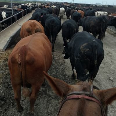 head cowboy in the Flint Hills Ks
owner of the Broke Ass Calf Ranch