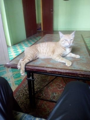 hidup segan mati tak mahu