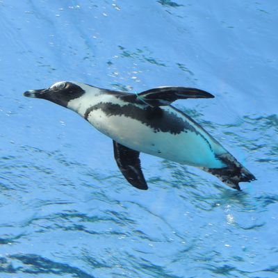 o2w93's profile picture. 03 浅倉透 いのりん 千冬ちゃん推しの大学生