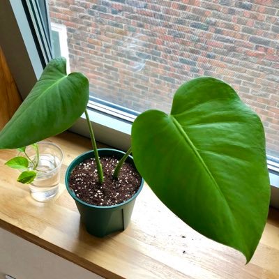 🌱영유의 식물기록장🌱   식물계 분들의 초록초록한 이야기가 너무 좋아요 ☺️