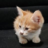 قطط في بريدة (@leeeleee5050) 's Twitter Profile