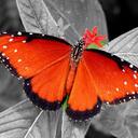 Julie Reader - @citraberry - Twitter