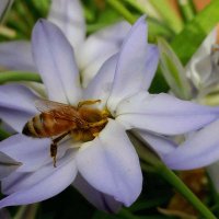 深大寺養蜂園【蜂蜜&生ローヤルゼリー販売🍯繁忙期突入のため直売会はしばらくお休みです】 (@jindaijiyohoen) 's Twitter Profile