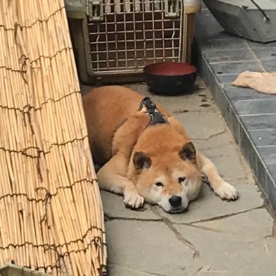 suzukin41's profile picture. GSR750、イナズマ、クロスカブ、XR250、その他カブなど福島市中心に走ってます。よろしくお願いします( ..)"