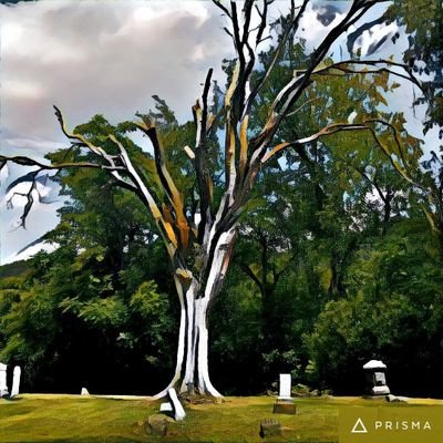 SecretOfSauce's profile picture. 