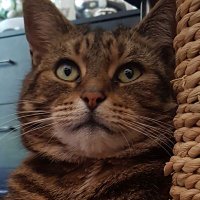 Bentley McCat(@BentleyMccat) 's Twitter Profile Photo