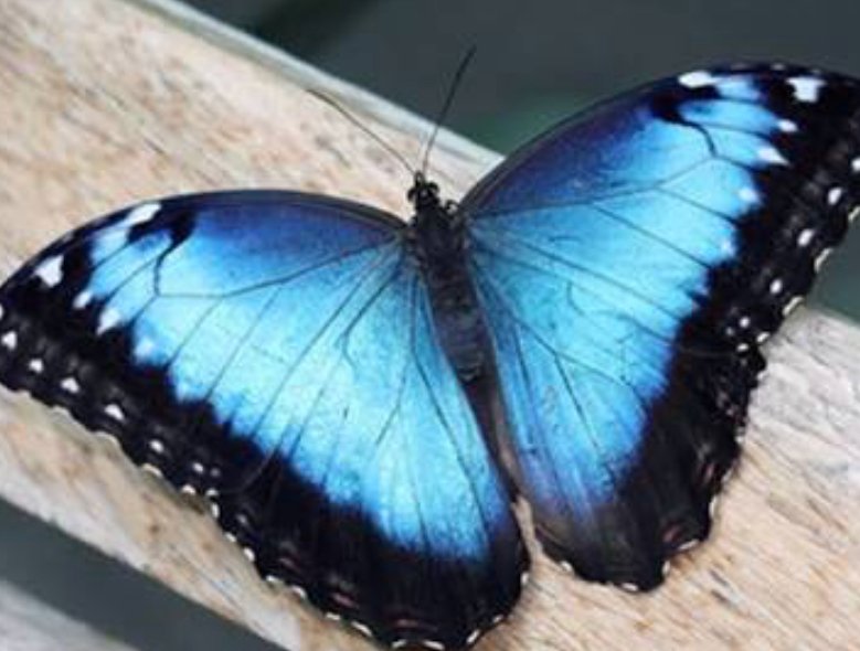 LisyOpenmind's profile picture. I believe in living life to the fullest and regret will just make you wrinkly. +18 NSFW