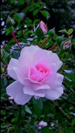 thanzaw07632's profile picture. 