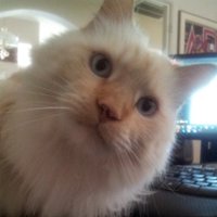 Patriot Ron - 🇺🇸Trump Won 🌟🌟🌟🇺🇸 (@videoron) 's Twitter Profile