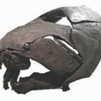 Vertebrate Anatomy Morphology Palaeontology (@vertanatpalaeo) Twitter profile photo