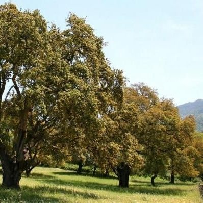 JUANMMARQUINA's profile picture. 