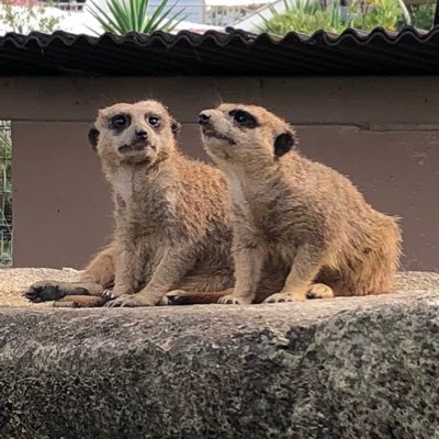 たまにツイキャスで歌ってます