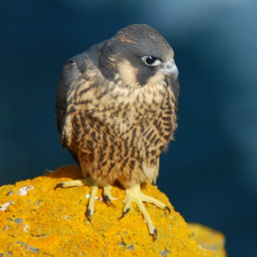 A peregrine falcon study group est. 2007 to continue the life work of Dick Treleaven, one of Britain's leading authorities on Peregrine Falcon. NonProfit Org