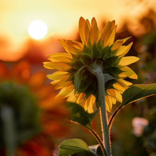 4KarenMackley's profile picture. 