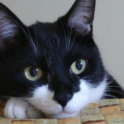 tak5368's profile picture. 猫大好きです♪前世は猫かも⁉️
猫3匹と同居してます。(=^・^=)
猫好きの方フォロー大歓迎です♥️😽😺
(⋈◍＞◡＜◍)✧♡よろしくお願いします