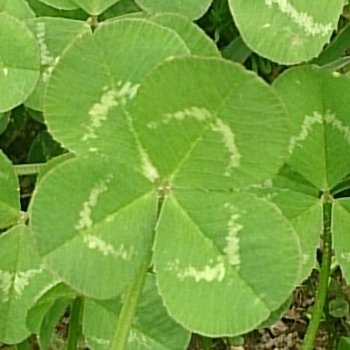 四つ葉のクローバー みいつけた🍀幸せでありますように🍀  
I found four leaf clover🍀Be Happy🍀 
OpenSea  https://t.co/8jnzVzE8NW