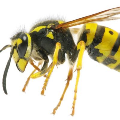 Tweeting everything you need to know about wasps.