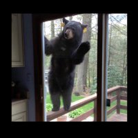 Tanthallas (@tanthallas) 's Twitter Profile