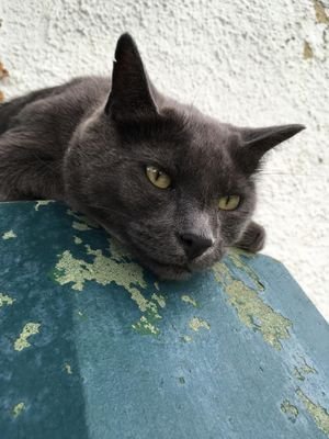 thezombiemolly's profile picture. Cyber present.