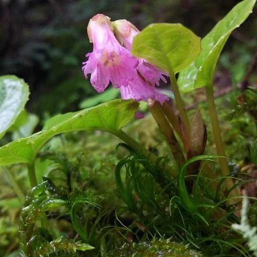 日本列島の自然の成り立ちや、身近な自然の驚異である人体、一輪の花の形態から数億年に及ぶ昆虫と植物の共進化に思いを馳せるガーデニングなど、生物学、生態学、地球科学、自然史、環境政策に関する書籍を1953年から出版する会社です。人間社会と自然の関わりを考える歴史書も。
お問合わせは当社ウェブサイトの問い合わせフォームまで