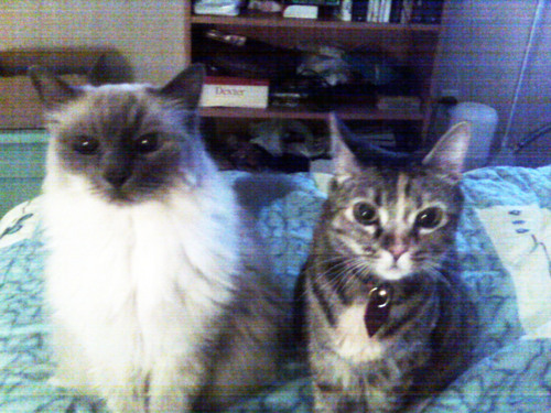 leilalexis's profile picture. I'm Alexis, 16, Ragdoll on the left. I'm Leila, 10, Tabby on the right. We now have a brother, Boone, he's a Tabby too. This is what we think everyday...