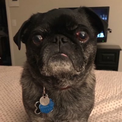Alpha pug who likes to Tweet! I've been pugging since day one.