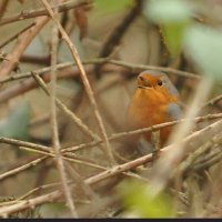 Friends of Watts Meadow, Rochester (@ofmeadow) 's Twitter Profile