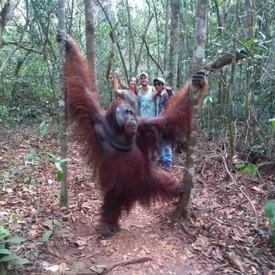 Tanjung Puting National Park, Central Kalimantan
WhatsApp +6285388336734
@wahyufresh751 (IG)
https://t.co/Gvq0NDF9P9