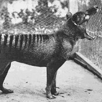 Azed (@azedfrancis) 's Twitter Profile