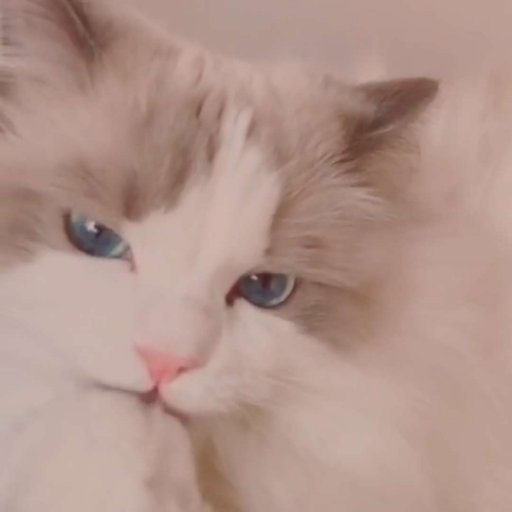 Jerry72246136's profile picture. Cat lover