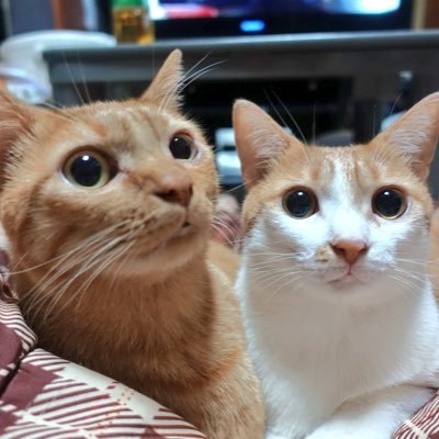 akiさんのプロフィール画像