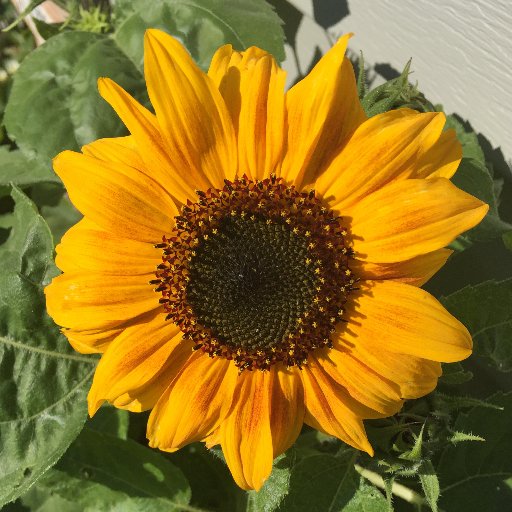 rvilleneuveecs1's profile picture. Grade 1 Teacher