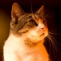 Yolanda Gillies (@sinequanon001) 's Twitter Profile Photo Yolanda Gillies (@sinequanon001) 's Twitter Profile Photo