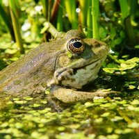 Amphibian Sightings (@reptiles_uk) 's Twitter Profile