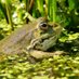 Amphibian Sightings (@reptiles_uk) Twitter profile photo Amphibian Sightings (@reptiles_uk) Twitter profile photo