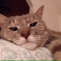  (@melindamcwilli3) 's Twitter Profile