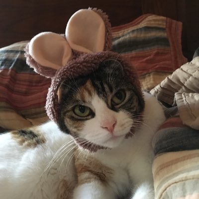 the jellicle choiceさんのプロフィール画像