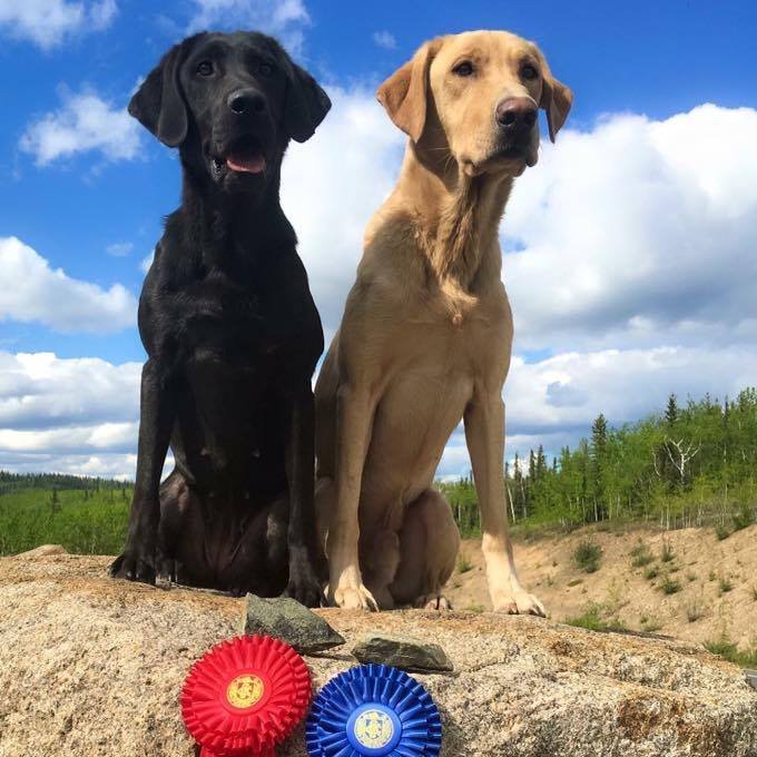 Boarding facility located in Wasilla, AK. Call or text (907) 687-0504