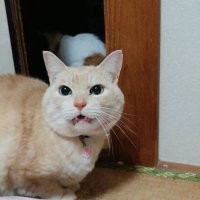 ぽけっち(中の人) (@chokobo_dayan) 's Twitter Profile Photo ぽけっち(中の人) (@chokobo_dayan) 's Twitter Profile Photo